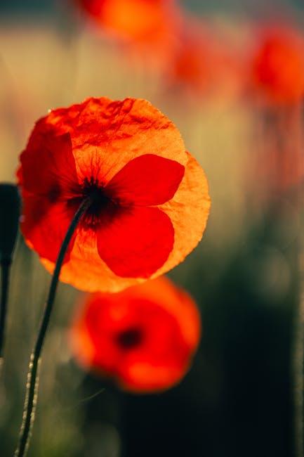 An intense red poppy flower in the morning light