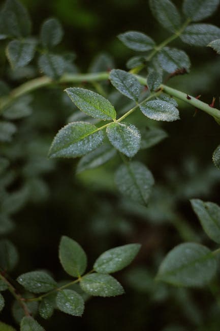 Close-Up of Dew on Green Leaves in Dense Forest