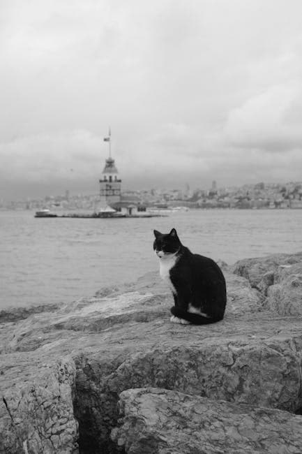 Black and White Cat by Maiden's Tower, Istanbul