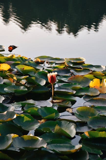 Serene Water Lily Bloom on Peaceful Lake