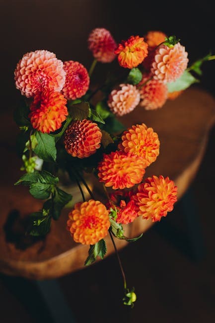 Vibrant Dahlias Arranged on Wooden Surface