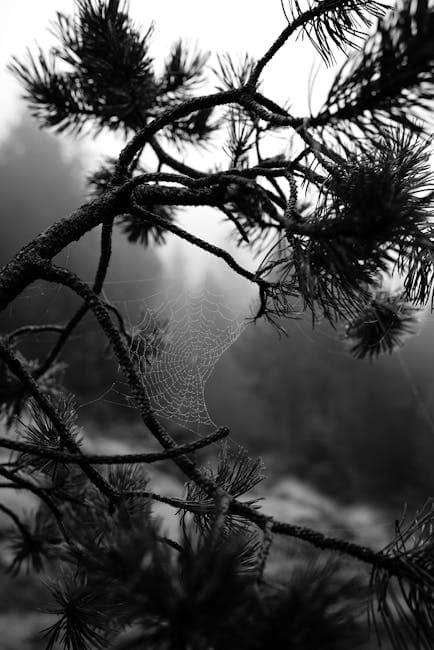 Spider Web on Pine Branch in Misty Forest