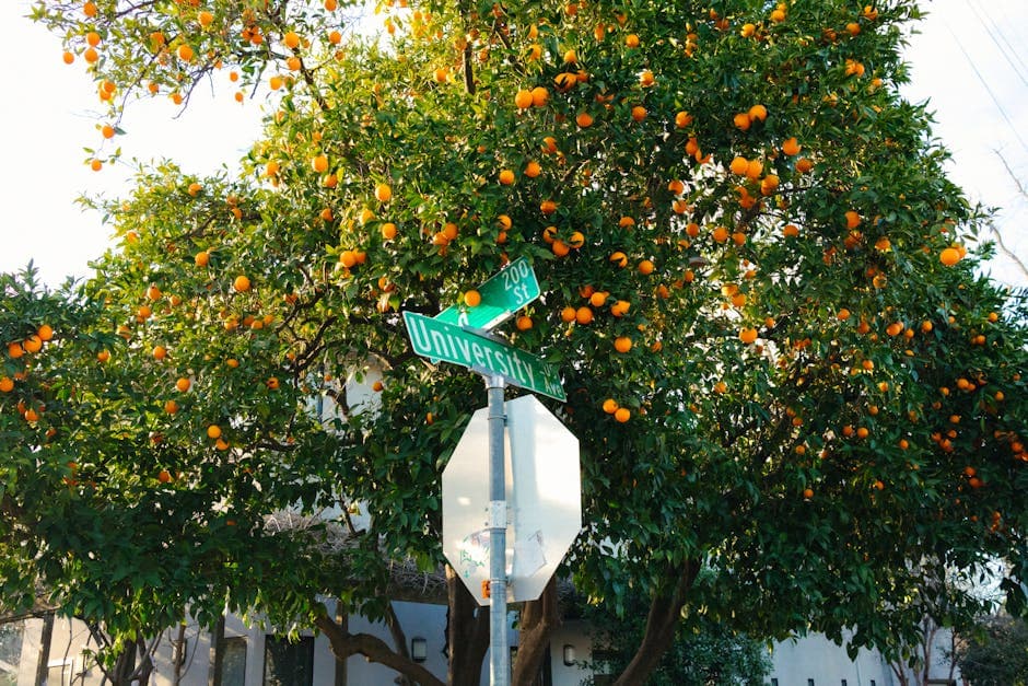 Free stock photo of city, fruit, leaf