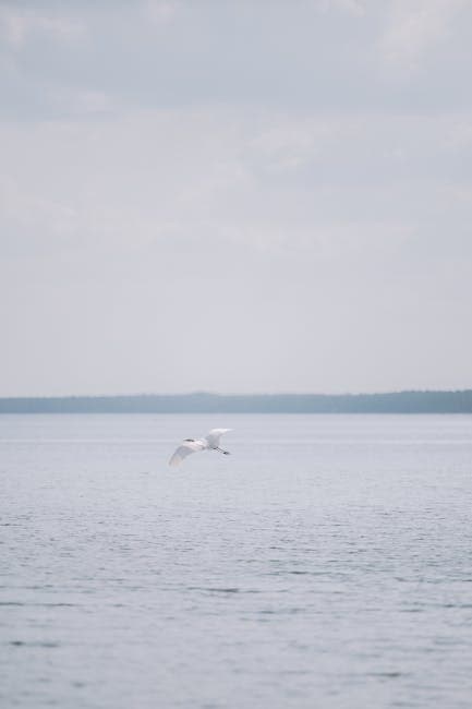 Elegant White Swan Flying Over Serene Lake