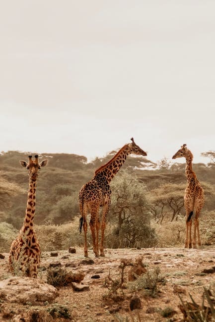 Three Giraffes in African Savannah Landscape